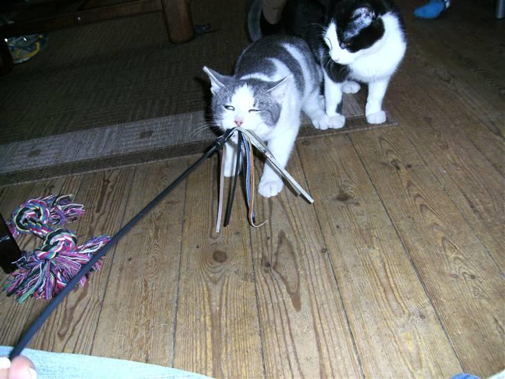 Huskat Jimmi billede 8