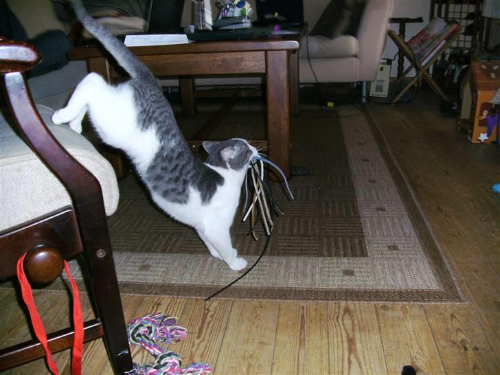 Huskat Jimmi billede 9