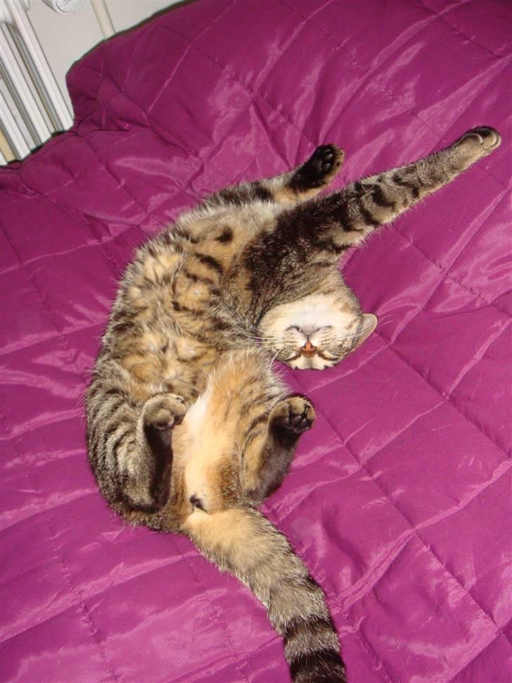 Huskat Soffie billede 18