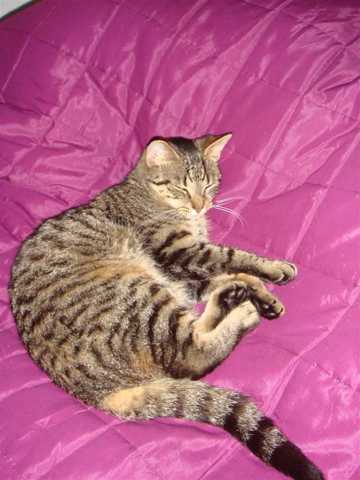 Huskat Soffie billede 19