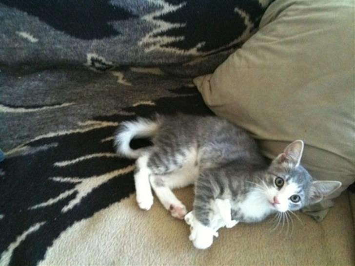 Huskat *Ghost* - samme dag vi fik ham billede 1