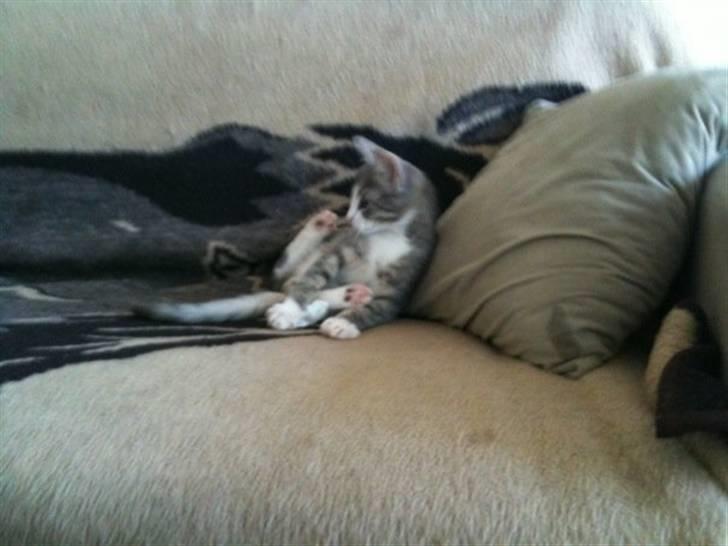 Huskat *Ghost* - sådan kan man også sidde..  billede 2