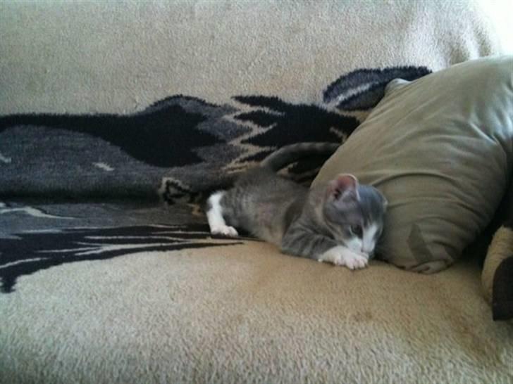 Huskat *Ghost* - se mig lige billede 3