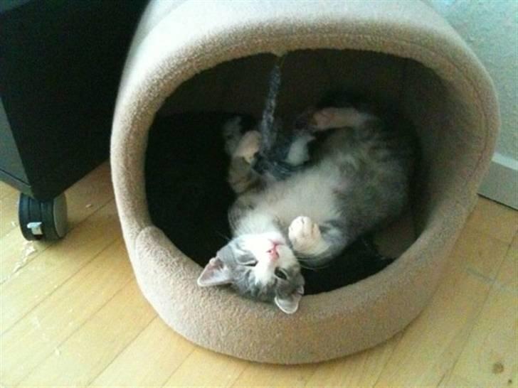 Huskat *Ghost* - se min fine hule billede 4