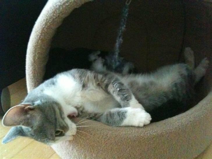 Huskat *Ghost* - der skal lige tygges i den billede 5