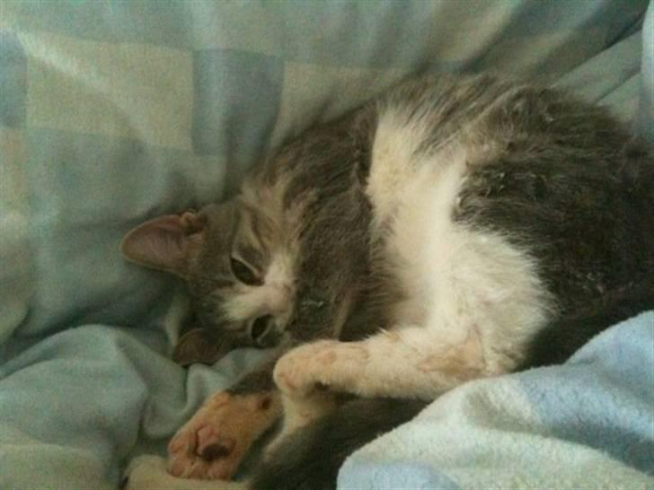 Huskat *Ghost* - lad mig nu bare sove.. billede 6