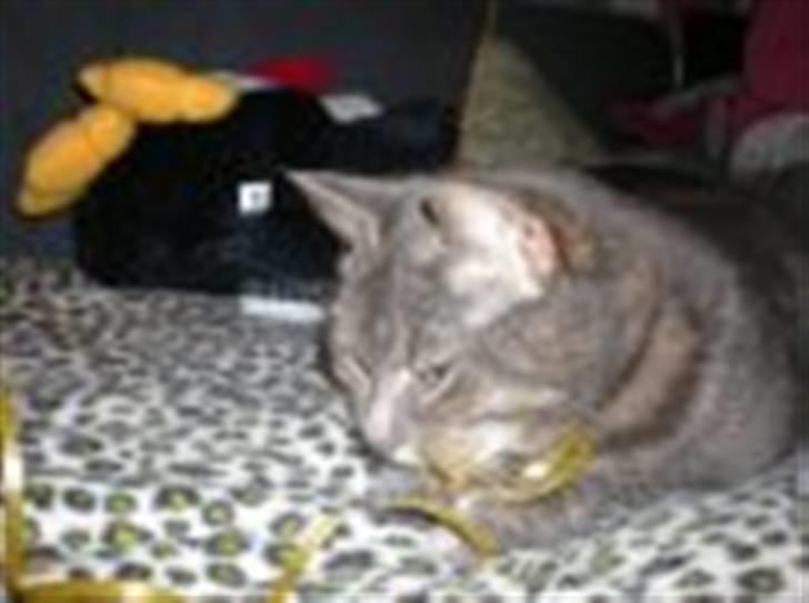 Blanding af racer Pjuske billede 9