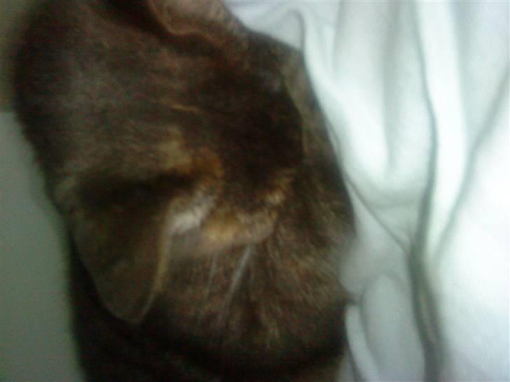 Blanding af racer Pjuske billede 10