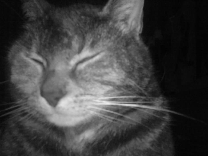 Blanding af racer Pjuske billede 11