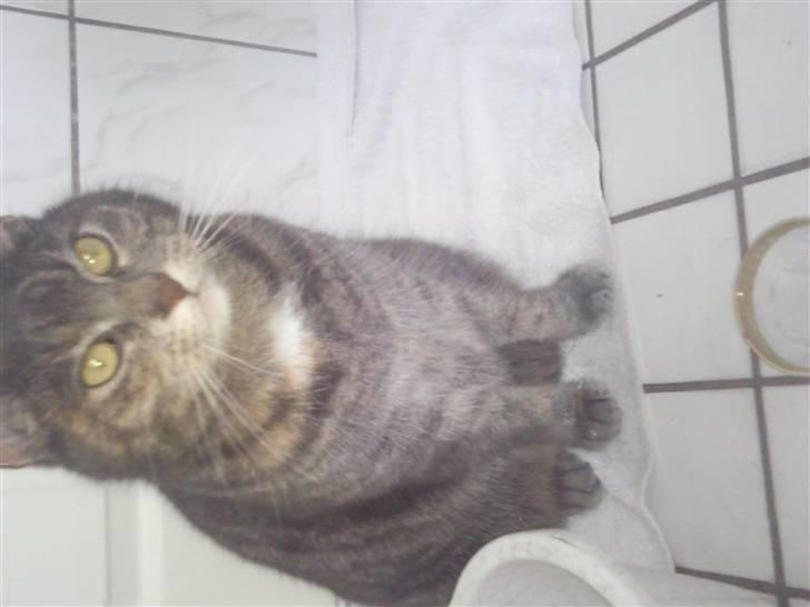 Blanding af racer Pjuske billede 12