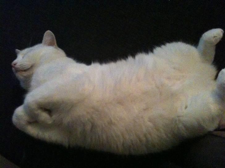 Huskat Albert billede 17