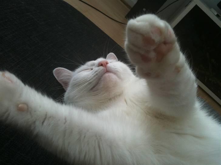 Huskat Albert billede 18
