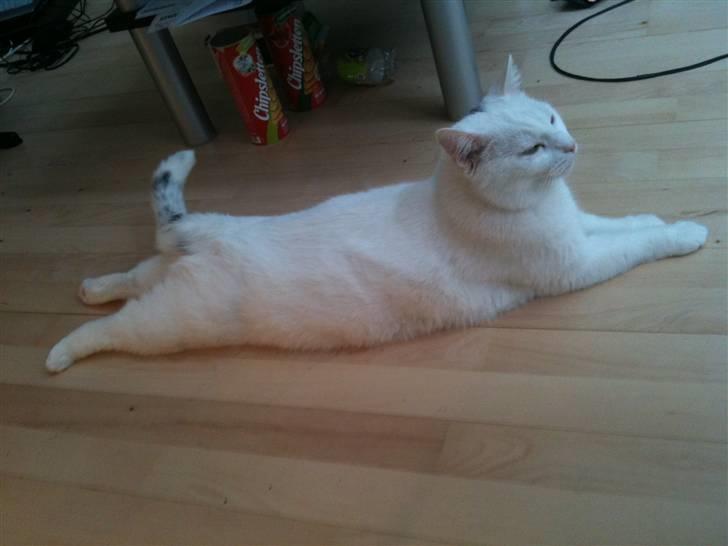 Huskat Albert billede 19