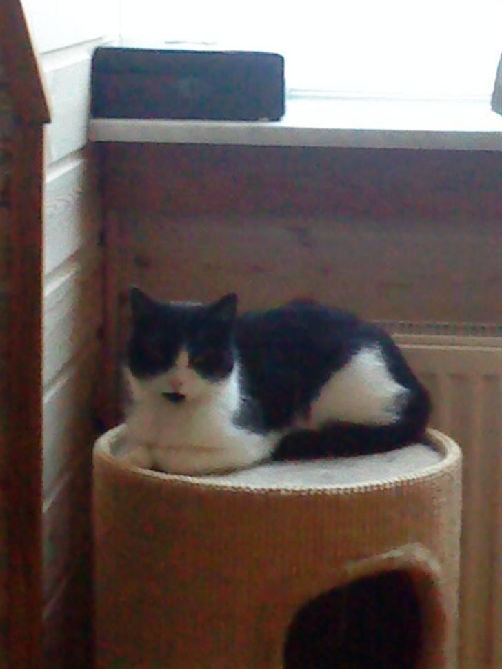 Huskat Tulle - Tulle puttelutter på sin kræssekasse. billede 1