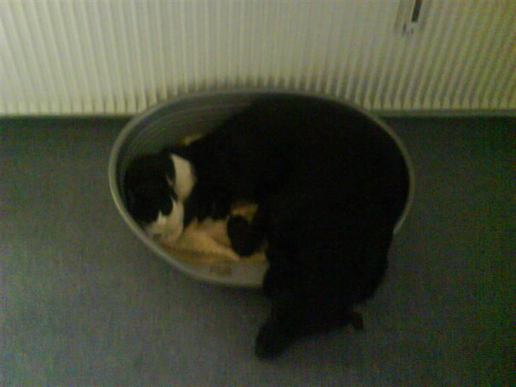 Huskat Tulle - Tulle har magt. og der er jo masser af plads til hunden jo. billede 2