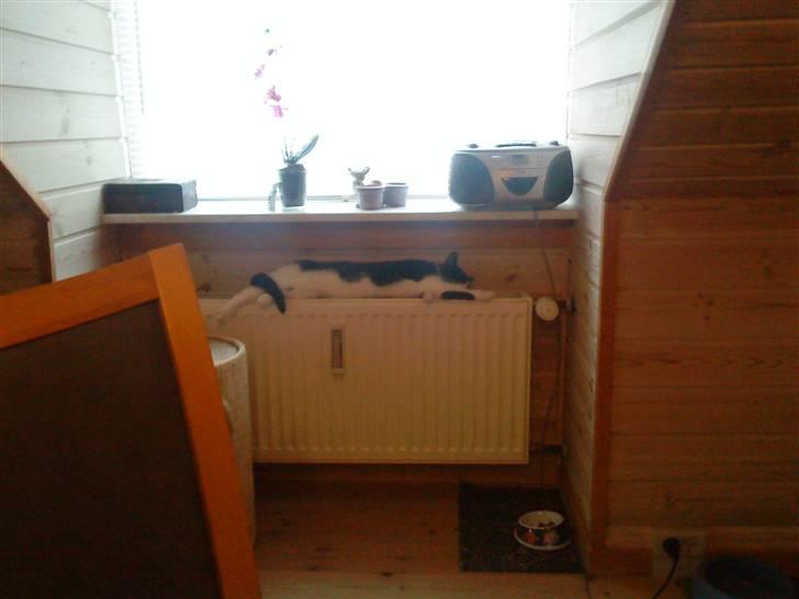 Huskat Tulle - Tulle elsker at ligge hvor der er varmt. og så er en go radiator jo det helt optimalt billede 3
