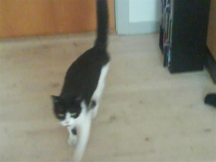 Huskat Tulle - hej mor, hvor er maden? Maden mor NU!!!  billede 4