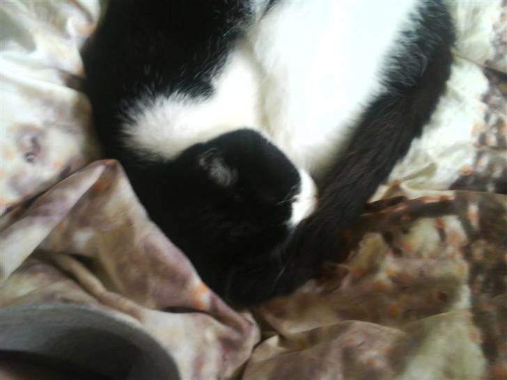 Huskat Tulle - Godmorgen lille Tut. billede 5