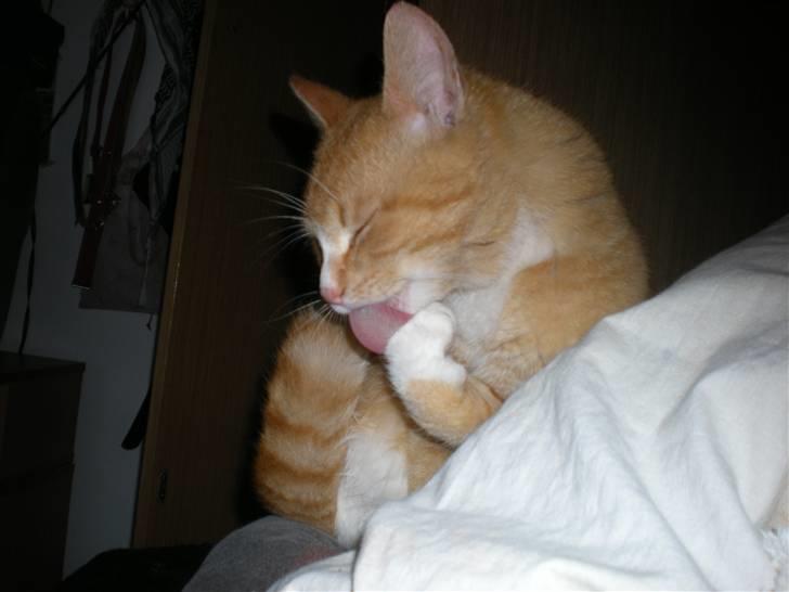 Huskat verdens bedste ryan (væk) billede 3