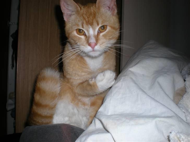 Huskat verdens bedste ryan (væk) billede 4