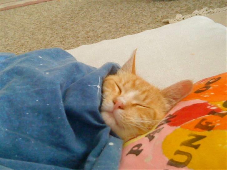 Huskat verdens bedste ryan (væk) billede 5