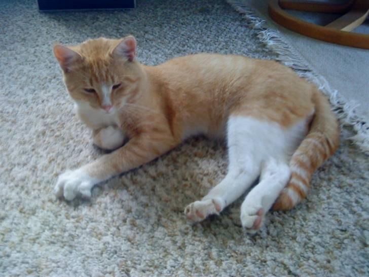 Huskat verdens bedste ryan (væk) billede 6