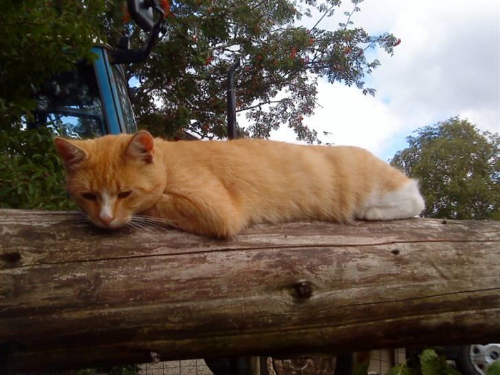 Huskat verdens bedste ryan (væk) billede 7