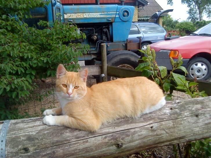 Huskat verdens bedste ryan (væk) billede 8