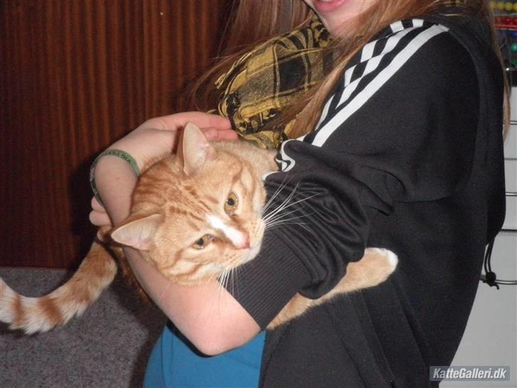 Huskat Garfild †R.I.P† sov sødt - LILLE garfilde bliver vugget af johanne<3<3<3 billede 9