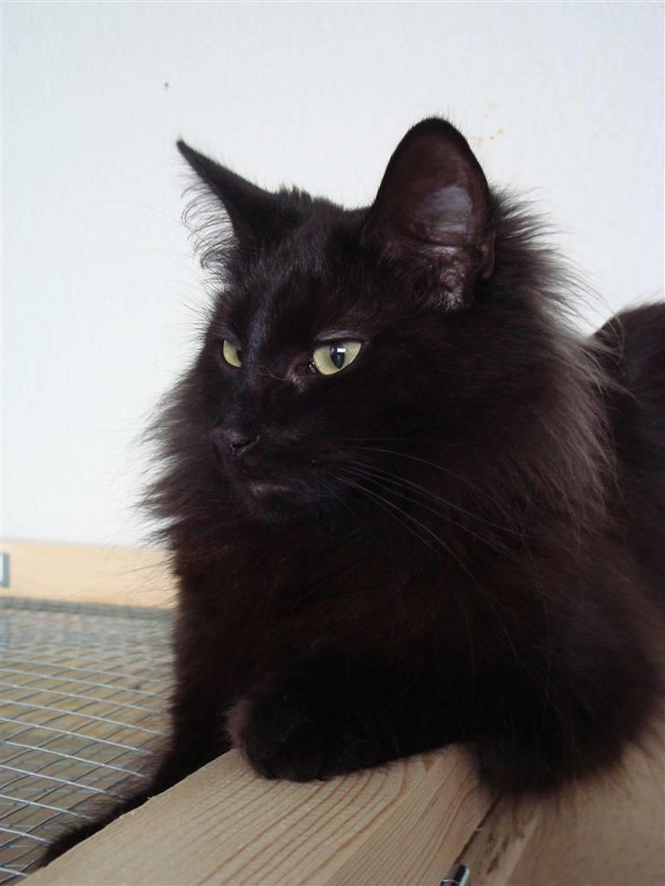 Norsk Skovkat CH DK Nobel-dream´s A Jump billede 30