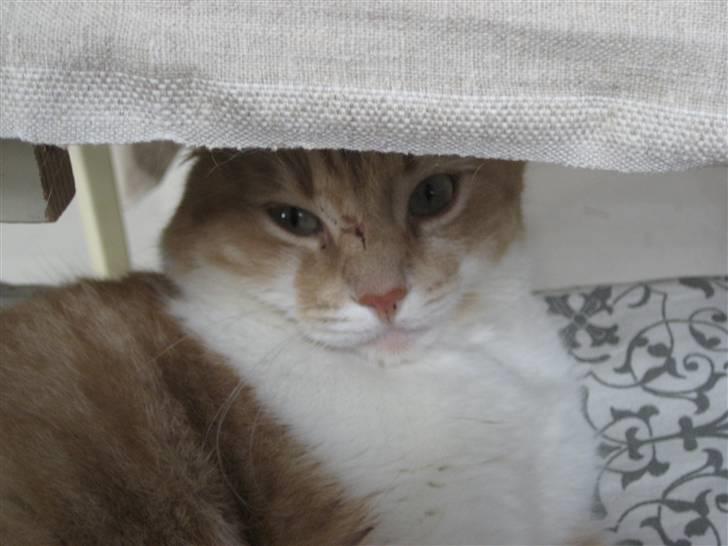 Huskat Simba billede 6