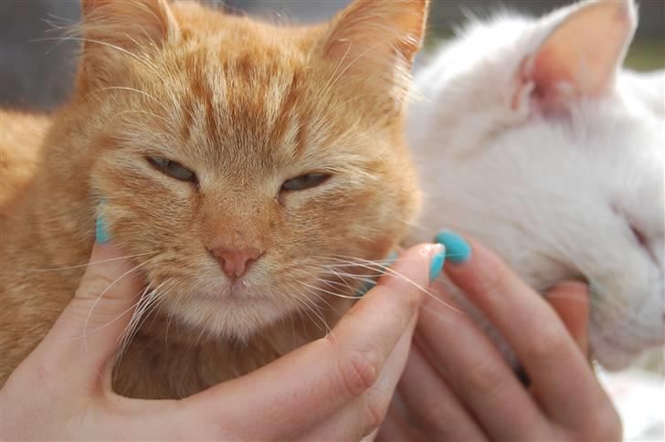 Blanding af racer Den søde Røde R.I.P  billede 16