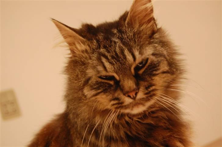 Norsk Skovkat Jimmi (hun er en hunkat) billede 11