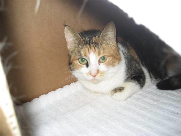 Huskat Smukkemis - hun er der inde billede 6