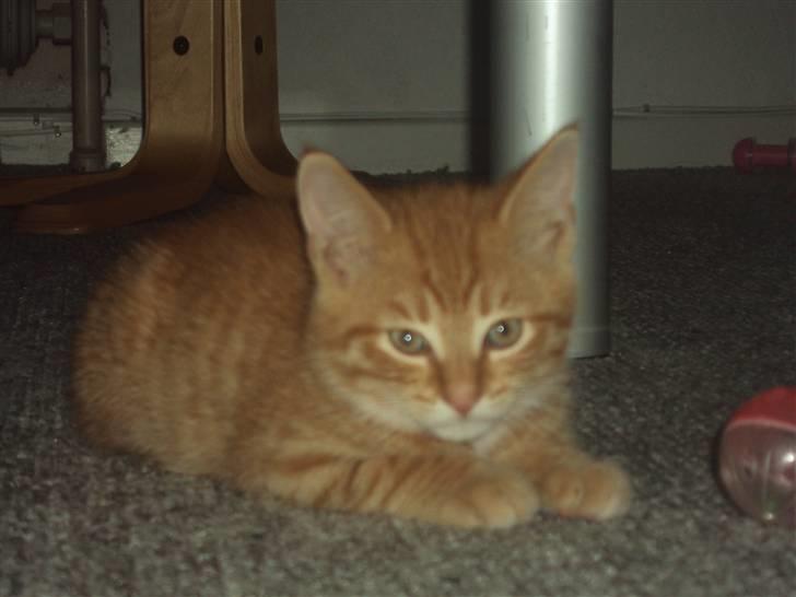 Blanding af racer garfield billede 1