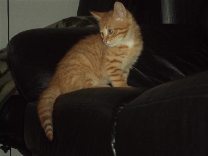 Blanding af racer garfield billede 2