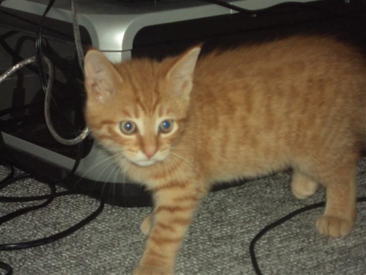 Blanding af racer garfield billede 3