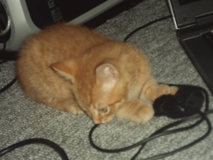 Blanding af racer garfield billede 4