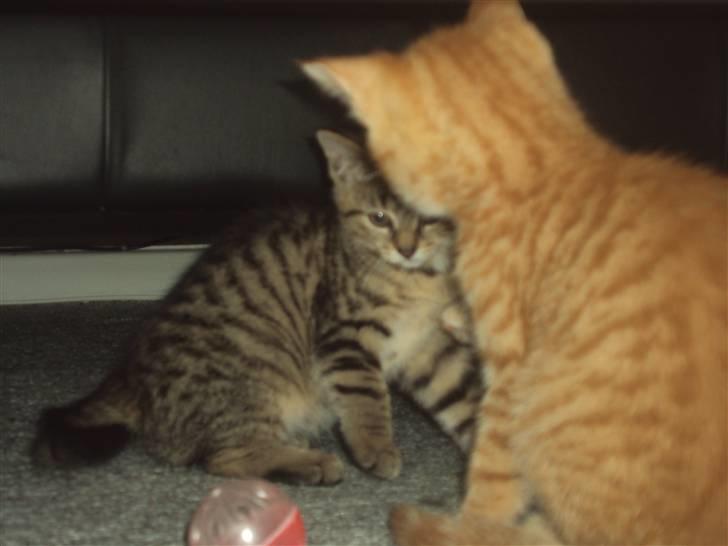 Blanding af racer garfield billede 5