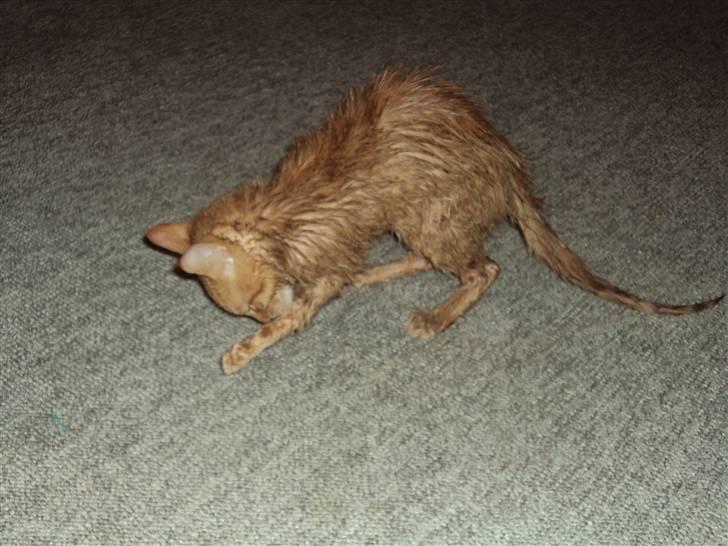 Blanding af racer garfield billede 6