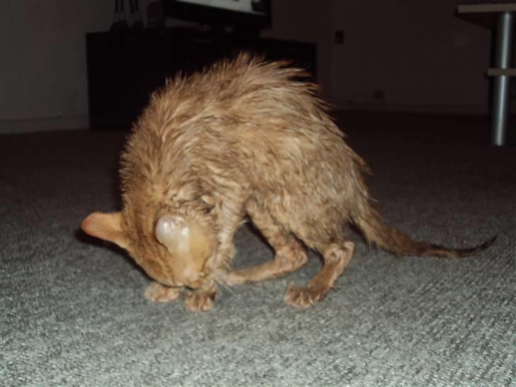 Blanding af racer garfield billede 7