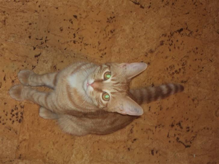 Blanding af racer garfield billede 8