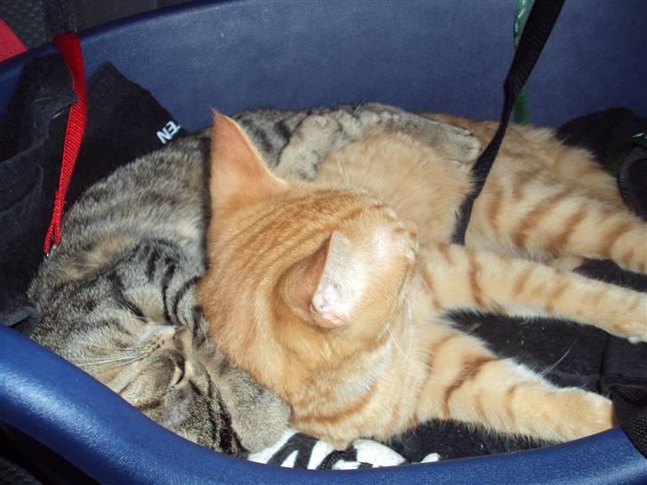 Blanding af racer garfield - ude at køre bil.. vi er spændt fast billede 9