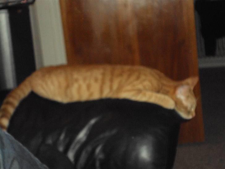 Blanding af racer garfield billede 10