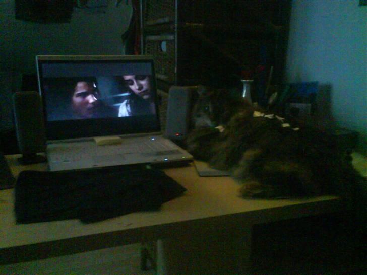 Norsk Skovkat Pjuske billede 9