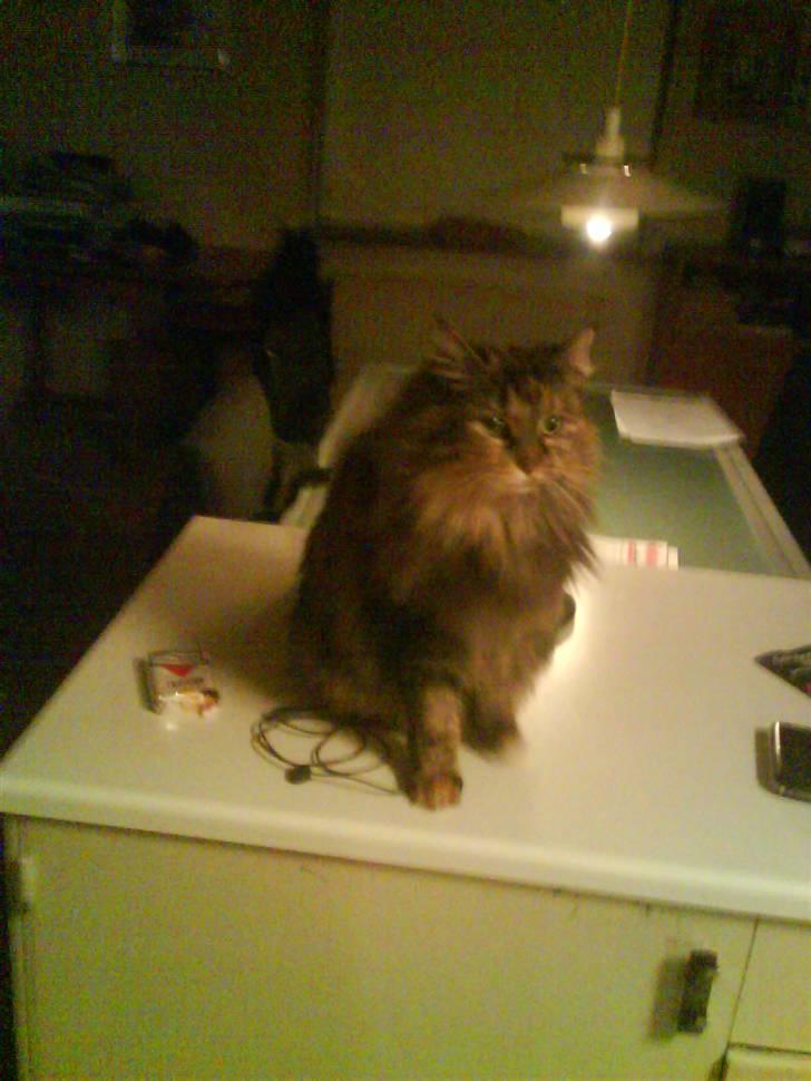 Norsk Skovkat Pjuske billede 10