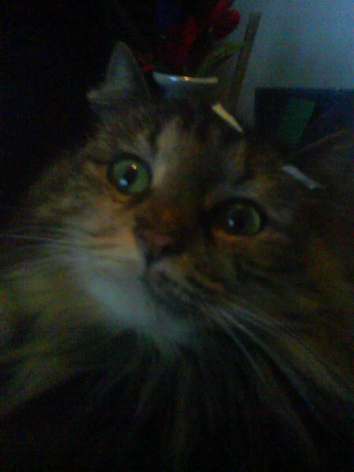 Norsk Skovkat Pjuske billede 11