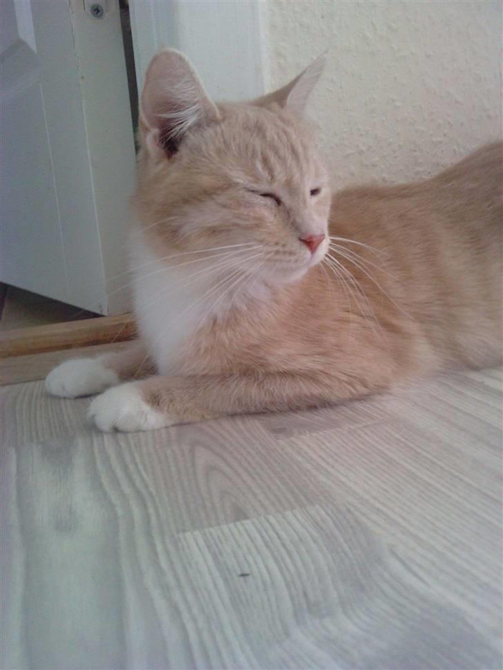 Blanding af racer Aurelia - en saglig kat.. billede 11