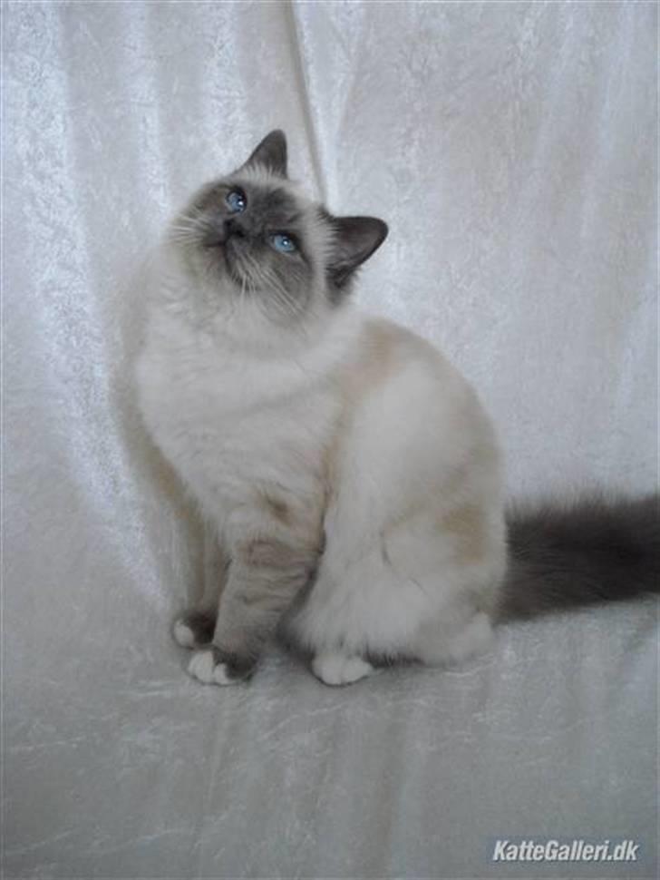 Hellig Birma Miss Malibu - Malibu´s smukke Far Duke billede 19