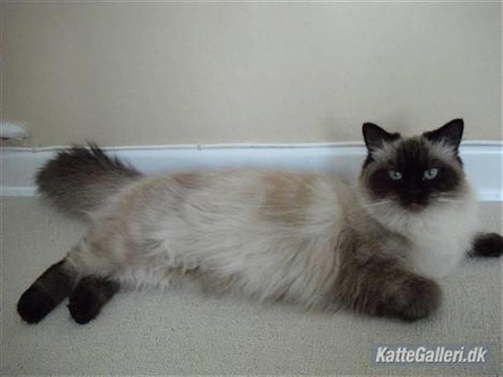 Hellig Birma Miss Malibu - Malibu´s smukke mor Düchess billede 20